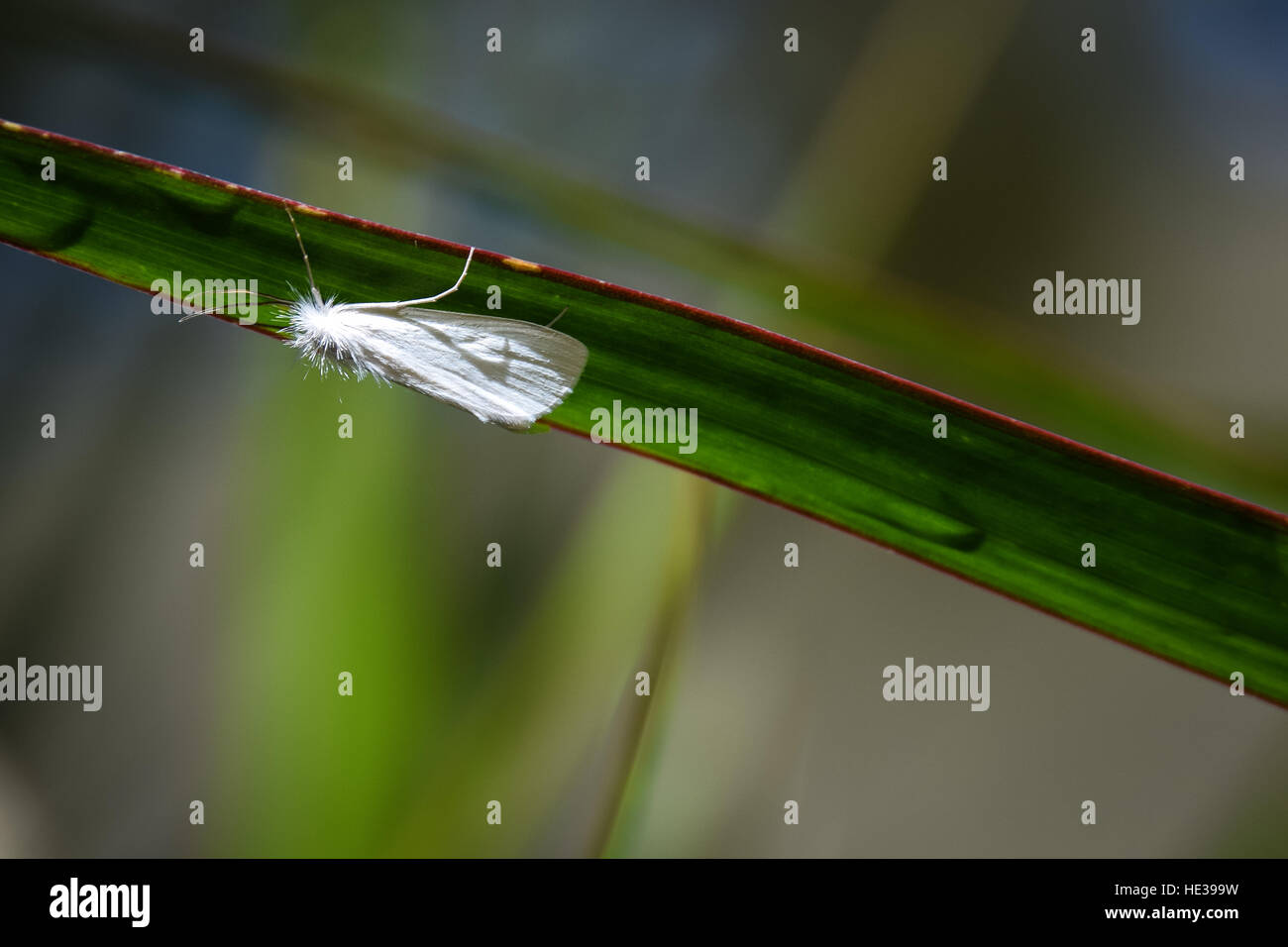 White Satin Moth (Leucoma Salicis) auf der Unterseite der ein grünes Blatt - Costa Rica Stockfoto