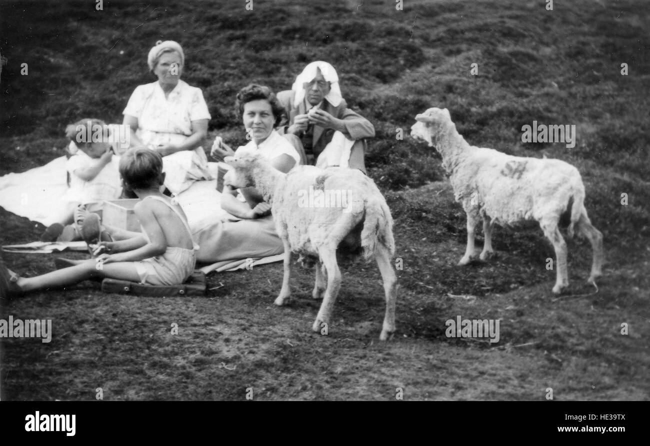 Familien-Picknick Ausflug umgeben von hungrigen Schafen England Großbritannien Uk 1953 Stockfoto