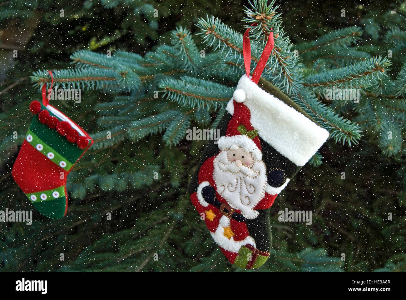 Weihnachts-Strumpf hängen Blaufichten Baum mit Schneeflocken Stockfoto