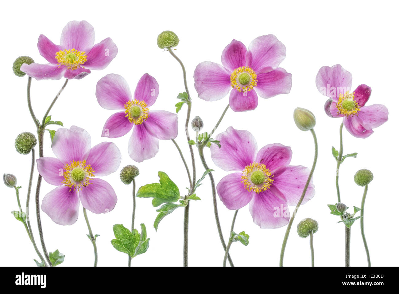 Japanische Anemonen Stockfoto