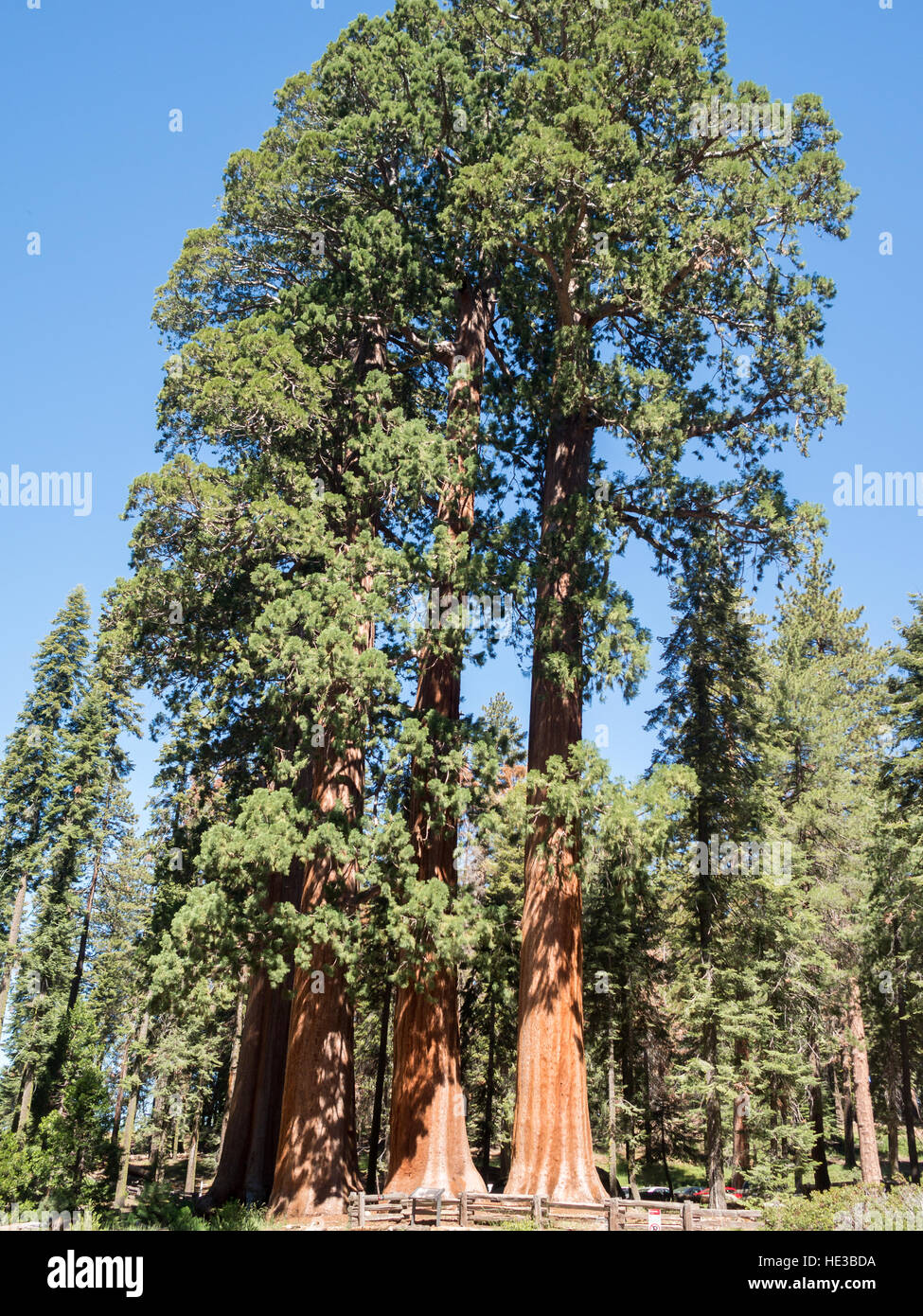 Drei gigantischen Sequoia Bäumen Stockfoto