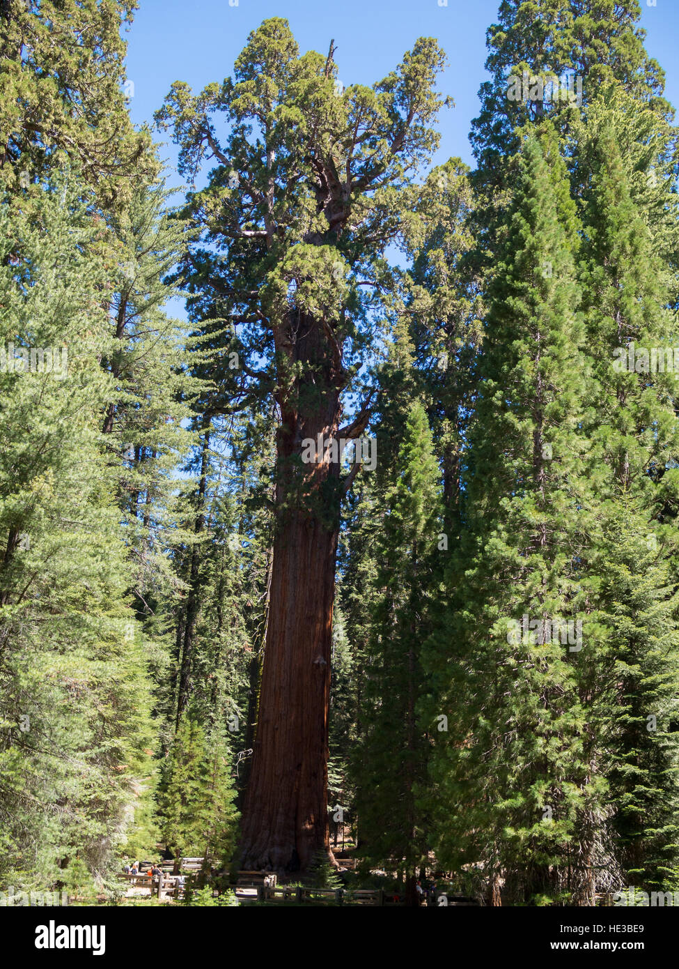 Sequoia & Kings Canyon Nationalpark Stockfoto