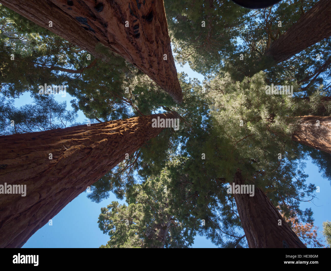 Suchen, um sich in der Mitte f das Haus Gruppe Bäume, der Kongress Trail im Sequoia & Kings Canyon National Park Stockfoto