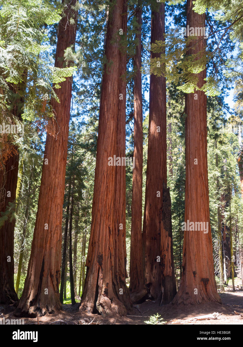 Der Senat Gruppe Bäume, der Kongress Trail im Sequoia & Kings Canyon National Park Stockfoto