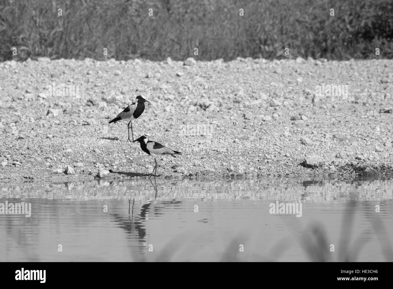 zwei Vögel Ruff in der Wüste nahe am Wasser in der Etosha Park, Namibia, Südafrika Stockfoto