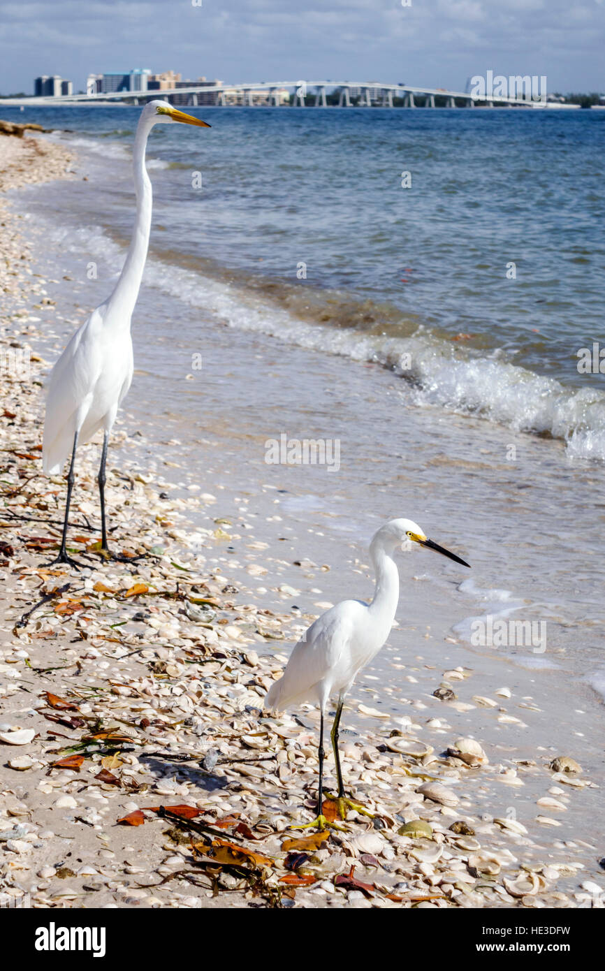 Florida, Süd, Sanibel Barrier Island, Causeway, San Carlos Bay Water, schneebedeckter Silberreiher Egretta thula Reiher, großer Silberreiher Ardea Alba gemeinsame große große große weiße sie Stockfoto