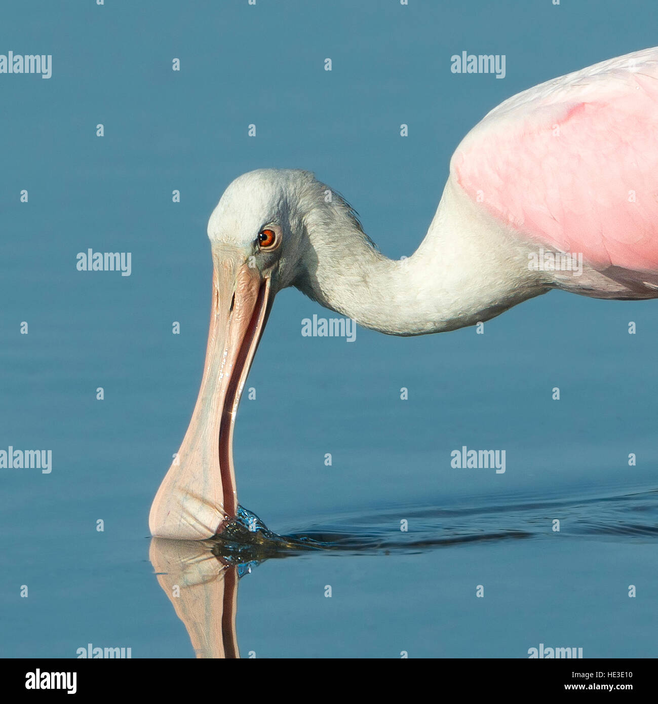 Der rosige Löffler (Platalea Ajaja) Fütterung hautnah Stockfoto