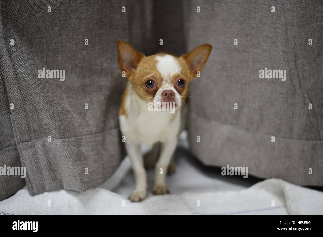 Haustier Hund braun weiße Chihuahua großen Augen Welpe stehend Stockfoto