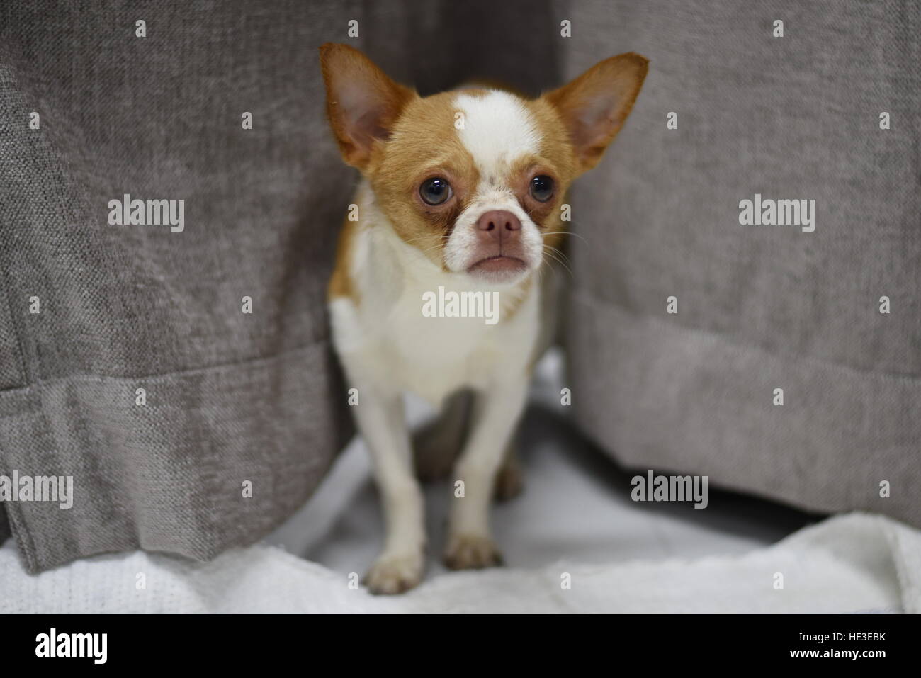 Haustier Hund braun weiße Chihuahua großen Augen Welpe stehend Stockfoto