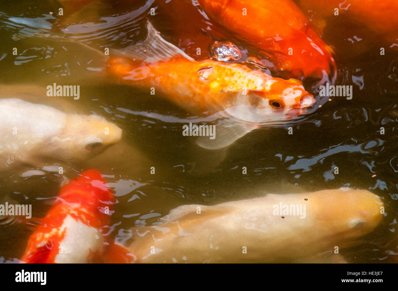 Koi Karpfen Fisch-Teich Chenghuang Miao Stadt Gottes Tempel Shanghai, China. Stockfoto