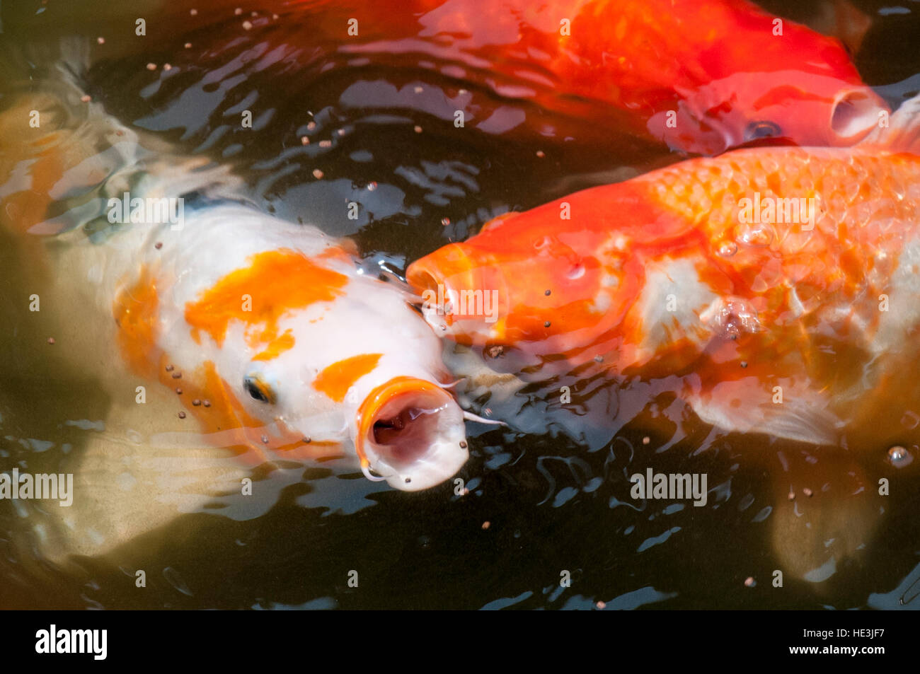 Koi Karpfen Fisch-Teich Chenghuang Miao Stadt Gottes Tempel Shanghai, China. Stockfoto