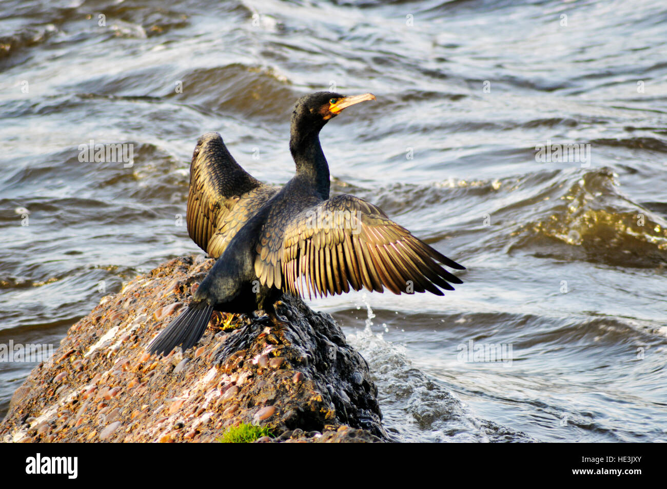 CARDIFF, VEREINIGTES KÖNIGREICH. 14. Dezember 2016. Ein Kormoran in der Sonne auf einem Felsen in der Mitte der Fluss Taff. © Jessica Gwynne Stockfoto