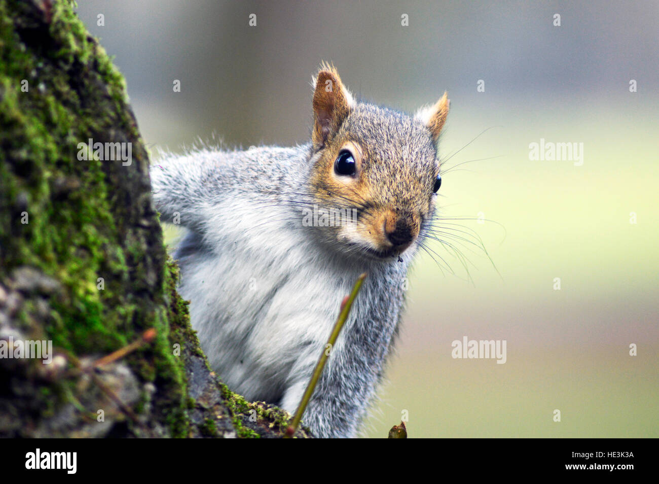 CARDIFF, VEREINIGTES KÖNIGREICH. Dezember 2016. Ein Eichhörnchen peering hinter einem Baum im Bute Park. © Jessica Gwynne Stockfoto