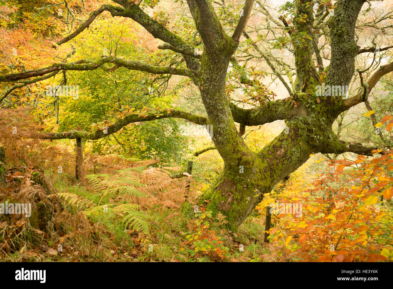 Sessile Eiche (Quercus Petraea) in der Nähe von Pitlochry, Perthshire, Schottland, UK Stockfoto