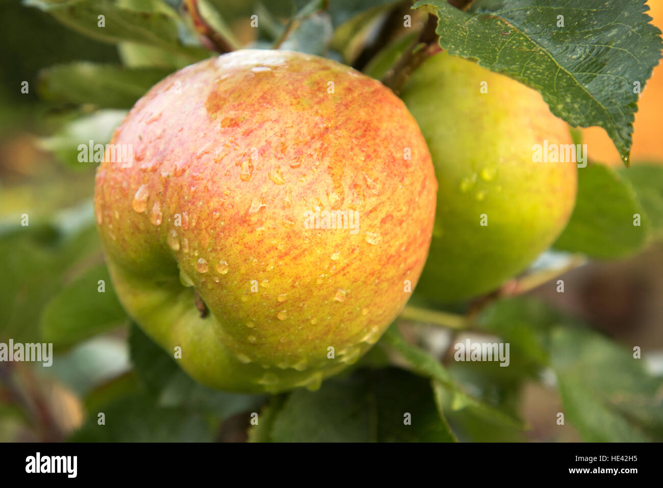 Reifung Bramley Vielzahl von Apple, Schottland, UK Stockfoto