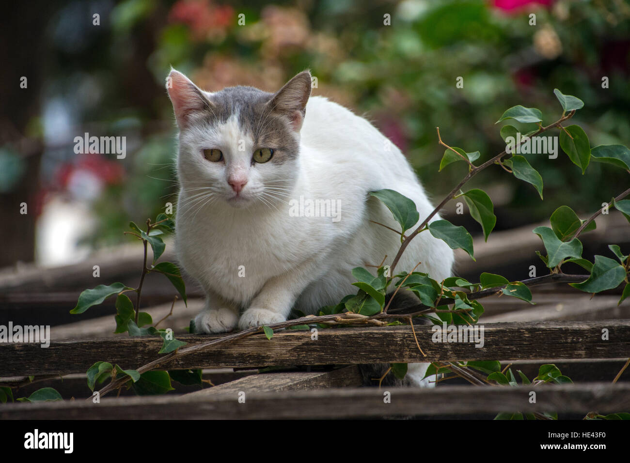 Graue graue und weiße wilde Katzen saß auf hölzernen Blick in die Kamera mit Bougainvillea hinter Gitter Stockfoto