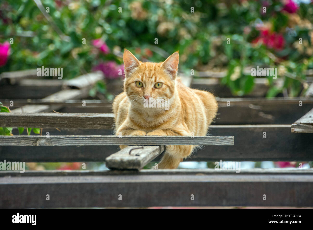 Ein Ingwer verwilderten Katzen saßen auf hölzernen Blick in die Kamera mit Bougainvillea hinter Gitter Stockfoto