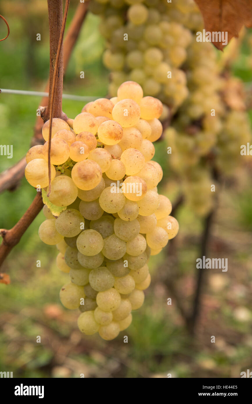 Weinlese in der Lavaux UNESCO Welt Kulturerbe Website Vinyard, Vevey, Schweiz. Stockfoto