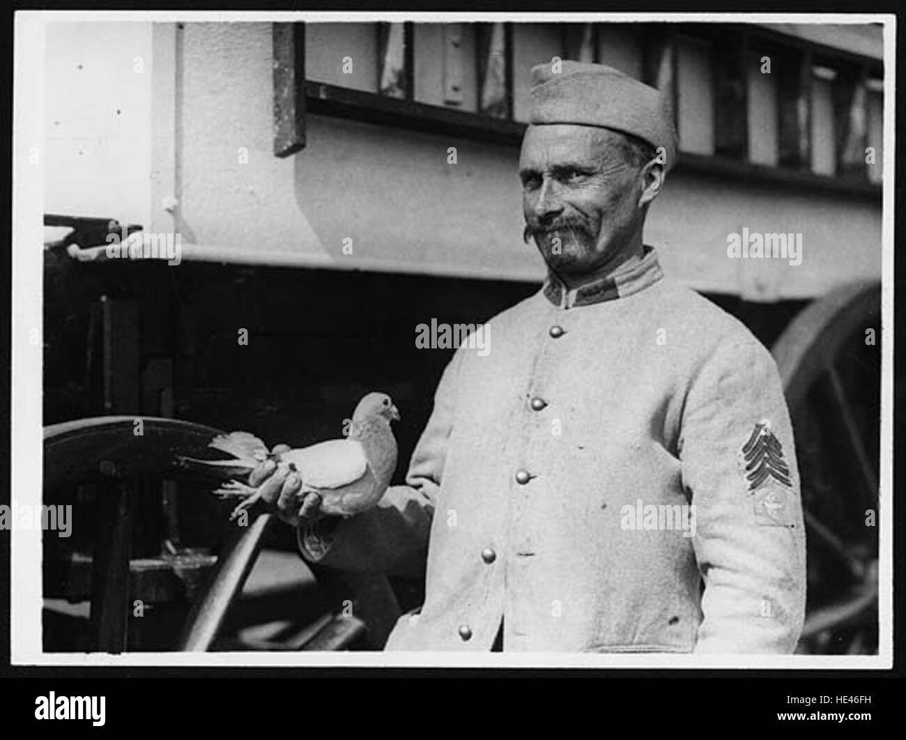 Französisch-britische Brieftaube wodurch Langstrecken-Flüge Stockfoto