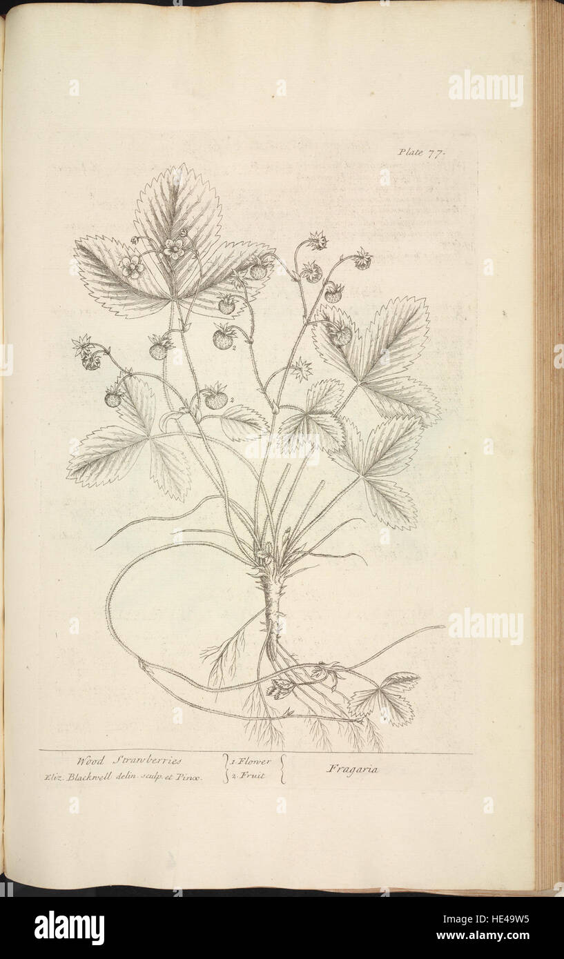 Dieses historische Bild zeigt eine detaillierte Zeichnung von Erdbeeren, die ihre besondere Form und die Schönheit ihrer natürlichen Form zeigt. Die Zeichnung ist Teil einer größeren Herbariumsammlung, die sich auf Pflanzenidentifikation und botanische Genauigkeit konzentriert. Stockfoto