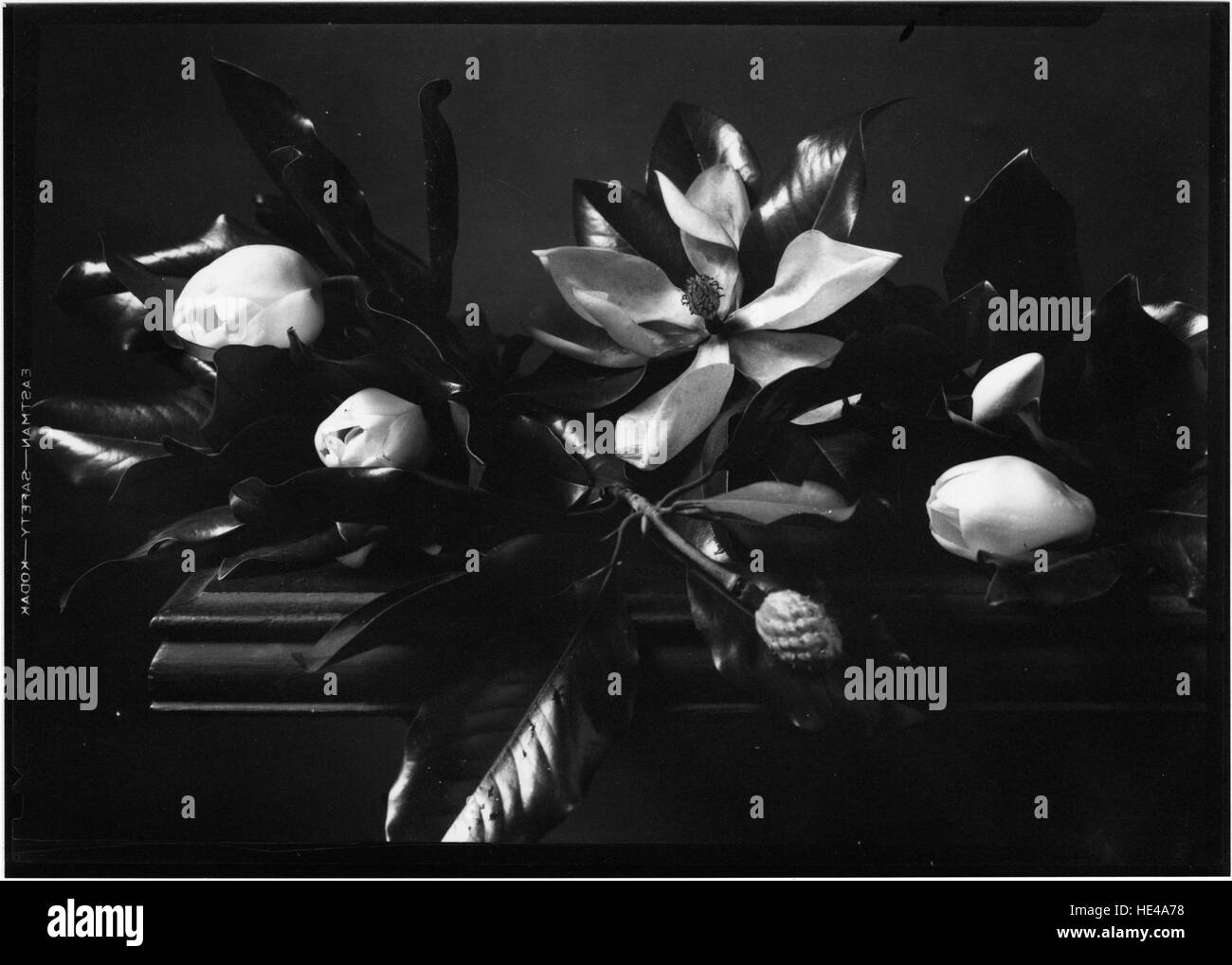 Ein botanisches Bild mit Magnolienblüten und -Blättern, das ihre zarte und schöne Struktur veranschaulicht. Das Kunstwerk fängt die weichen Kurven der Blütenblätter und das leuchtende Grün der Blätter ein und unterstreicht die Eleganz und natürliche Schönheit der Pflanze. Stockfoto