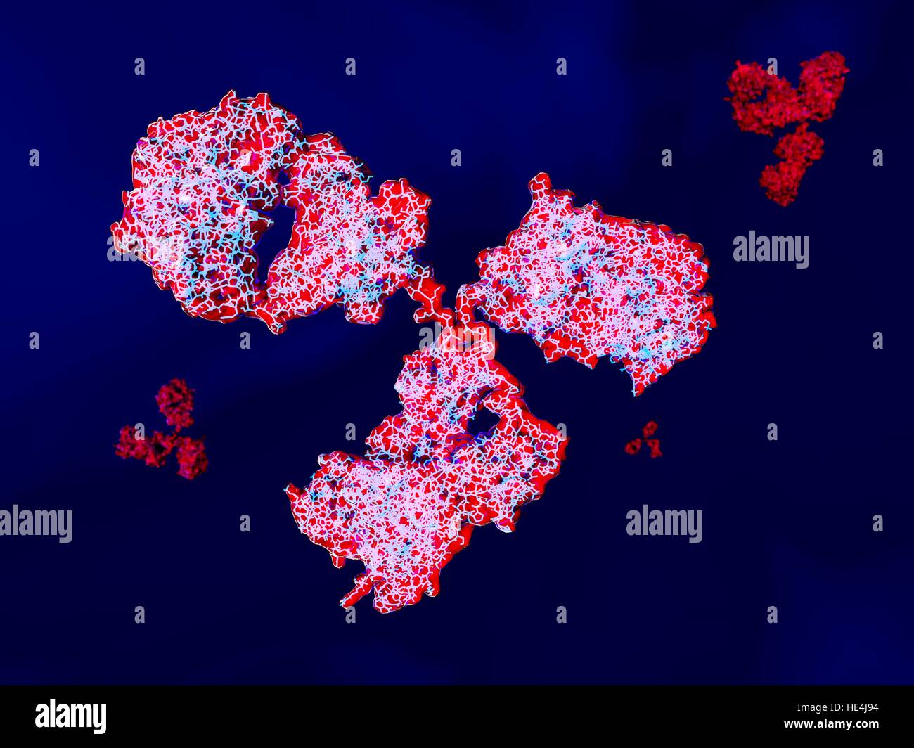 Abbildung zeigt die Struktur eines Moleküls Antikörper oder Immunglobuline. Diese Y-shaped Moleküle haben zwei Arme, die auf spezifische Antigene, zum Beispiel bakterielle oder virale Proteine binden können. Auf diese Weise kennzeichnen sie das Antigen für Zerstörung. Stockfoto