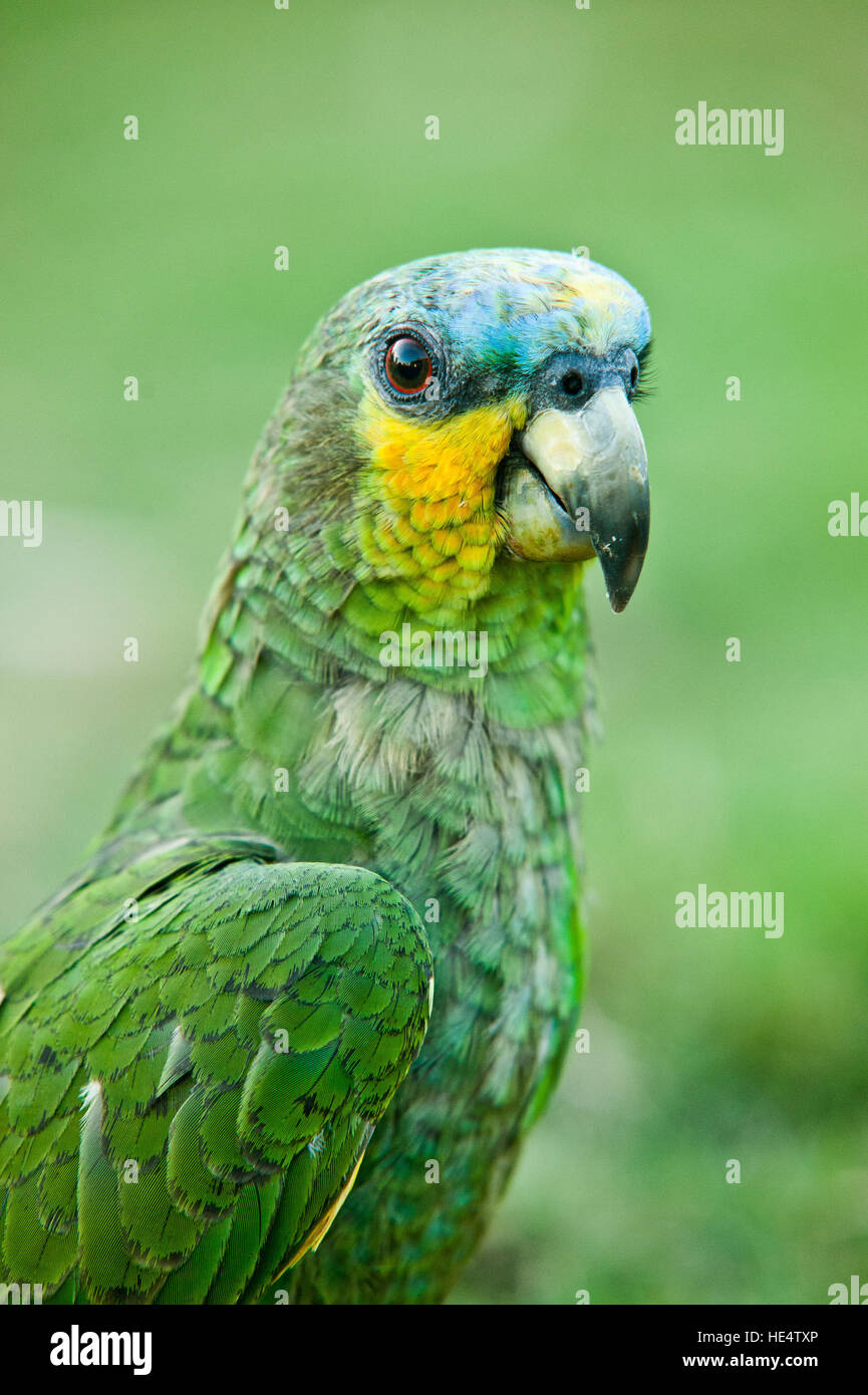 Wilder Grüner Papagei aus dem brasilianischen Amazonaswald Stockfoto