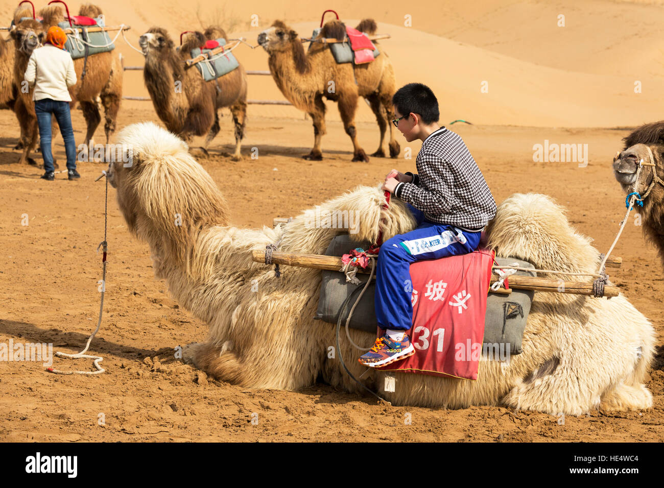 Chinesische Touristen auf Kamel Shapotou Scenic Area, Zhongwei, Ningxia, China Stockfoto