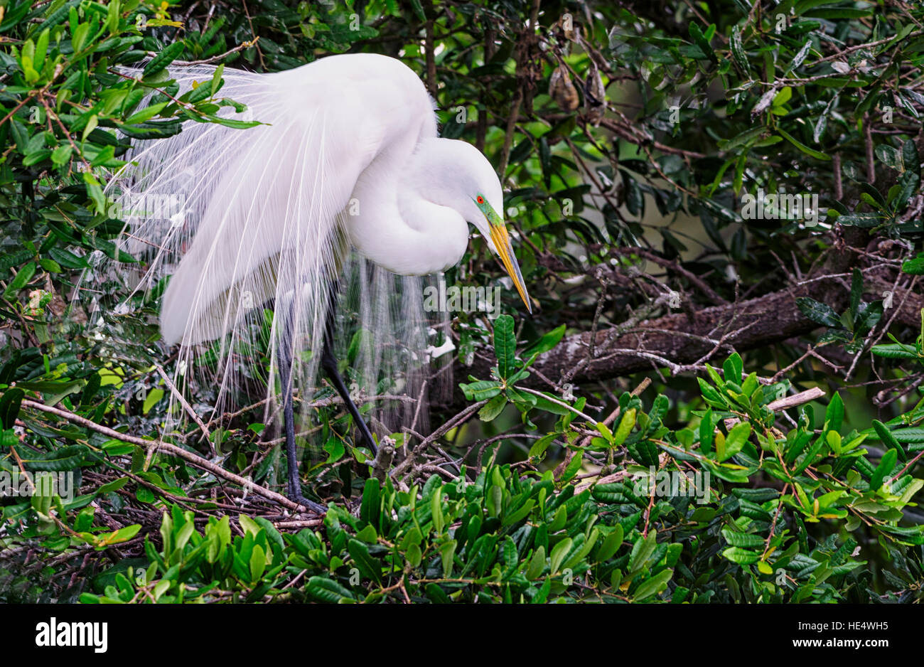 Silberreiher in der Paarungszeit Stockfoto