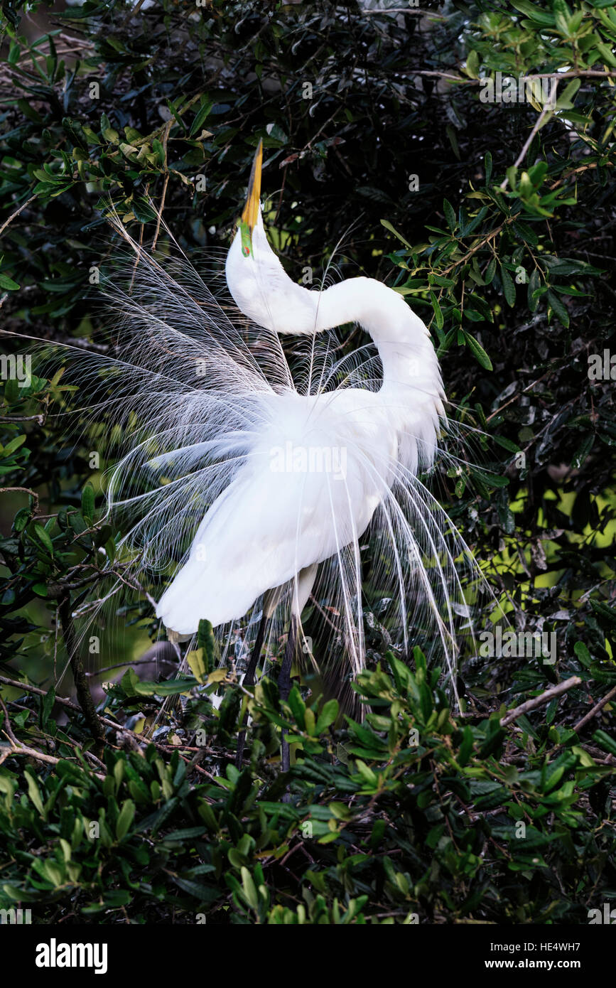 Silberreiher in der Paarungszeit Stockfoto
