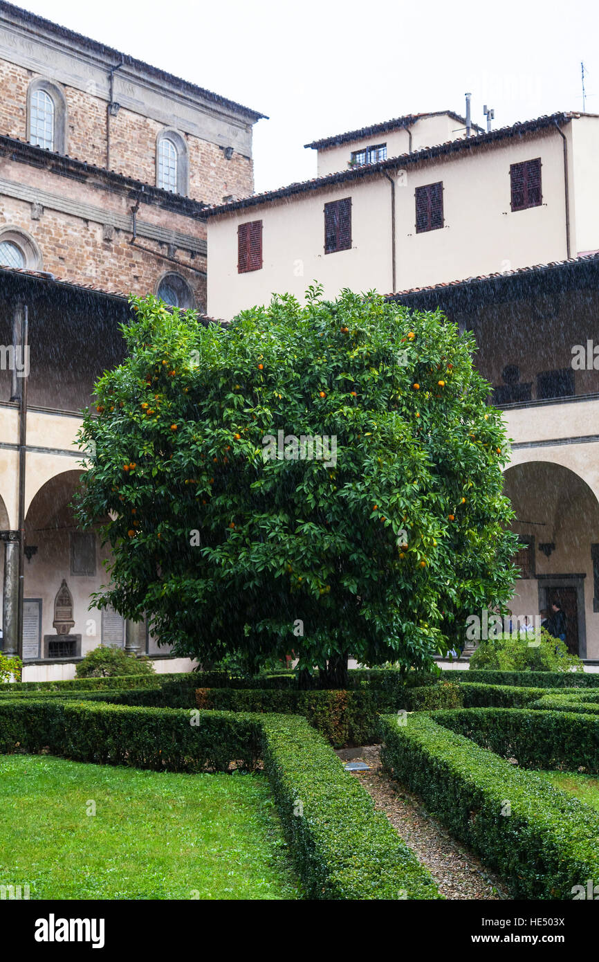 Florenz, Italien - 6. November 2016: Orangenbaum im Hof der Basilica di San Lorenzo (Basilica of St. Lawrence) im Regen. Die Kirche ist die Grabstätte o Stockfoto