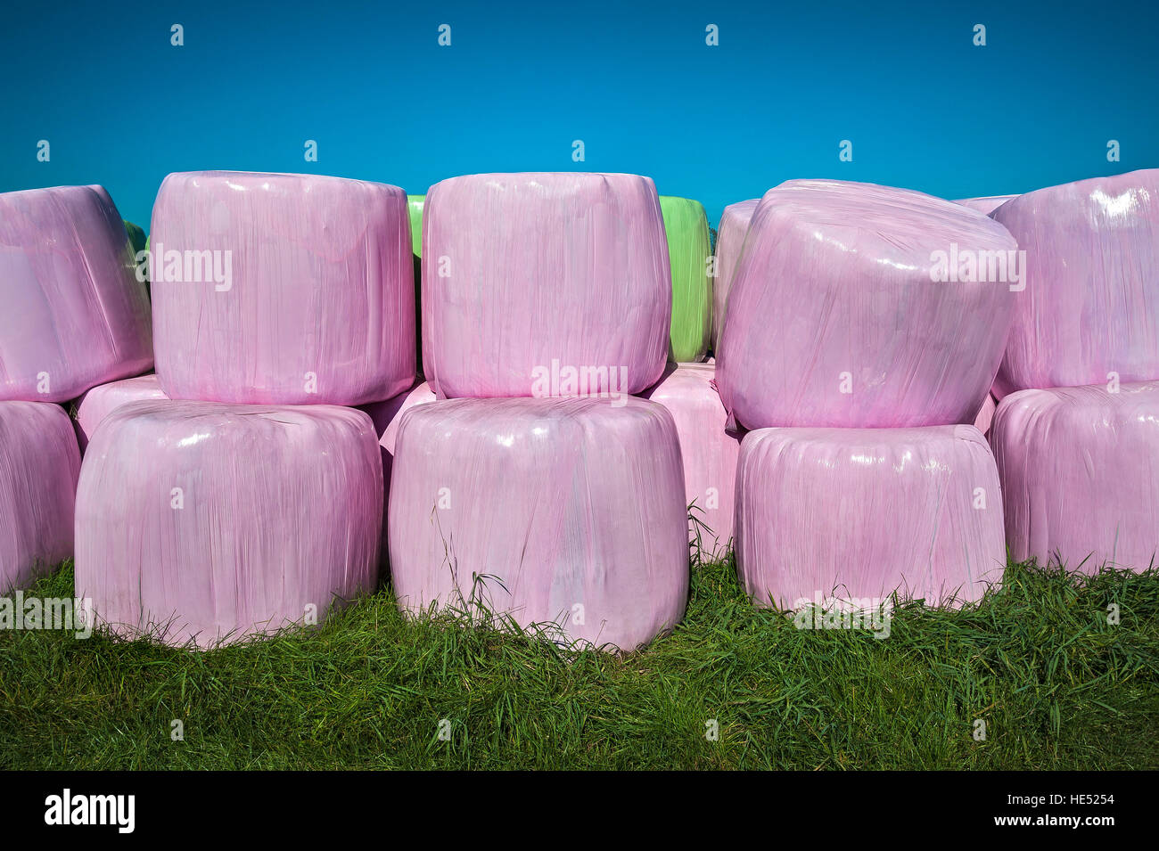 Silageballen in rosa und grün Kunststoff wickeln, Bayern, Deutschland Stockfoto