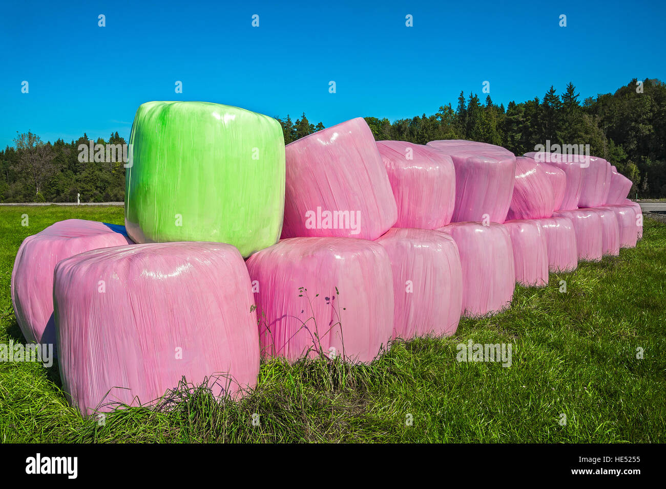 Silageballen in rosa und grün Kunststoff wickeln, Bayern, Deutschland Stockfoto