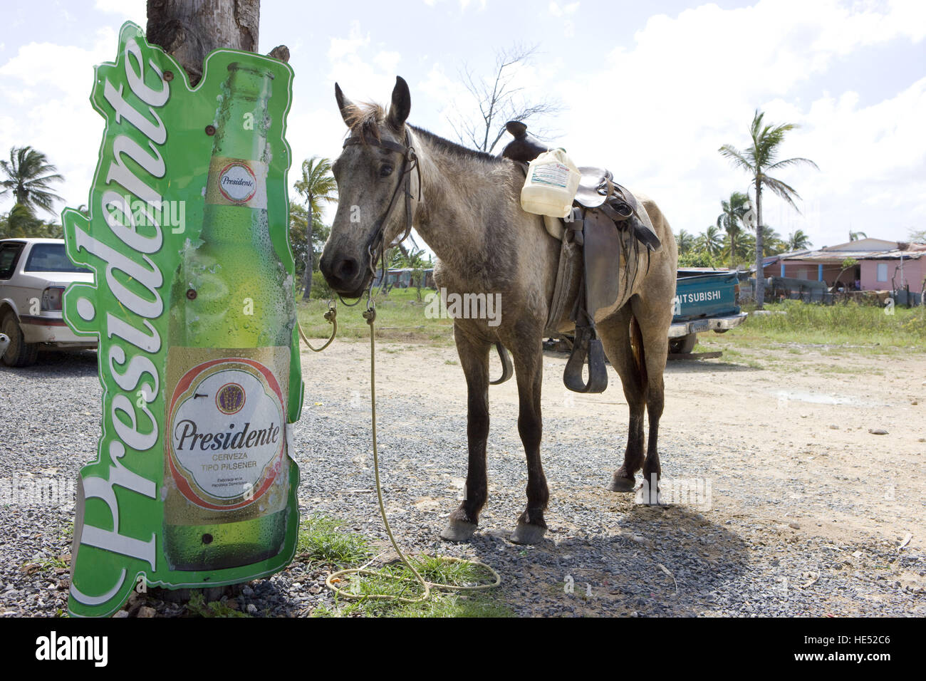 Pferd warten neben einer Bier-Plakat, Dominikanische Republik, Karibik Stockfoto