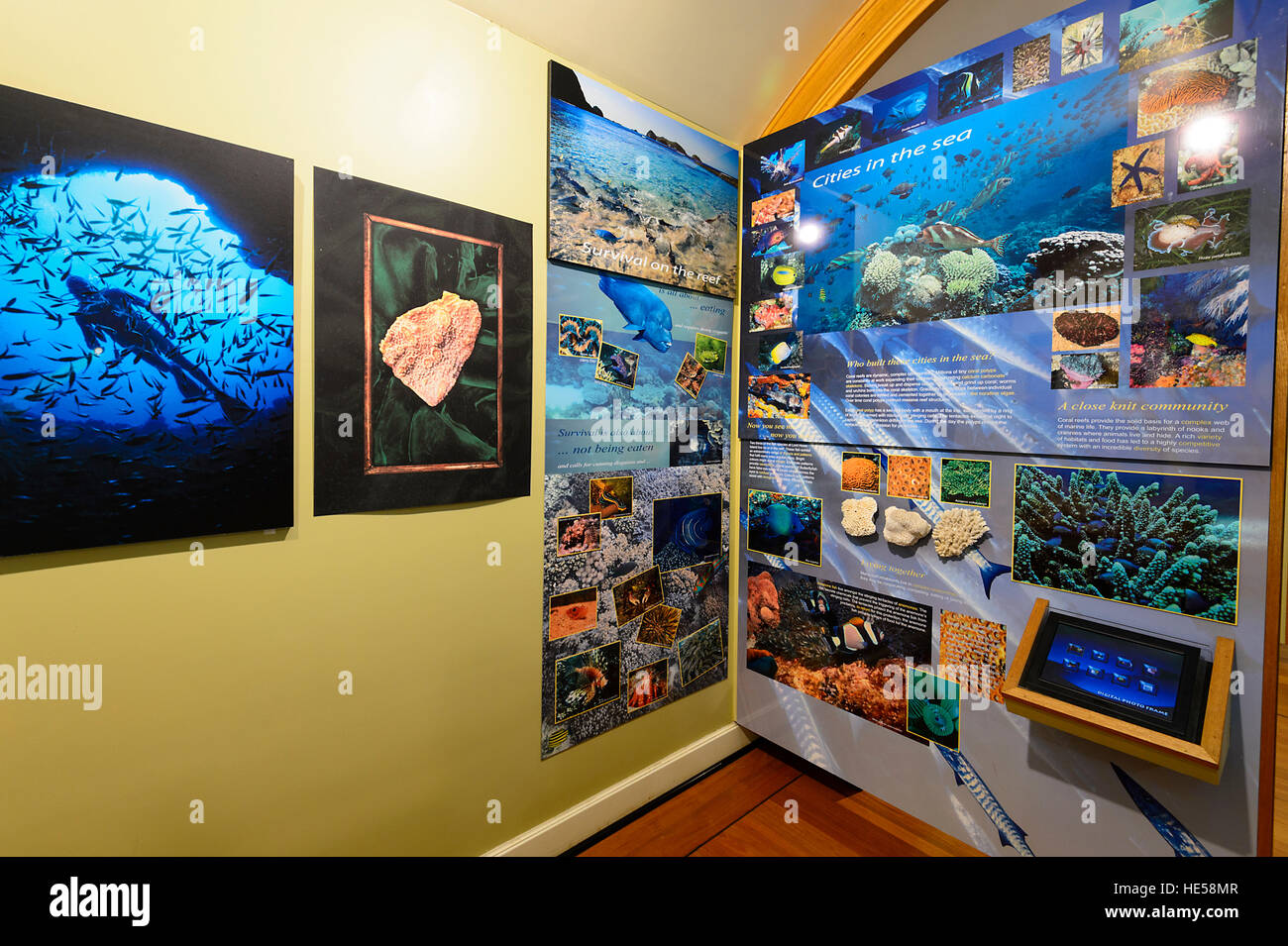 Unterwasser Exponat auf Lord Howe Island Museum, New South Wales, NSW, Australien Stockfoto