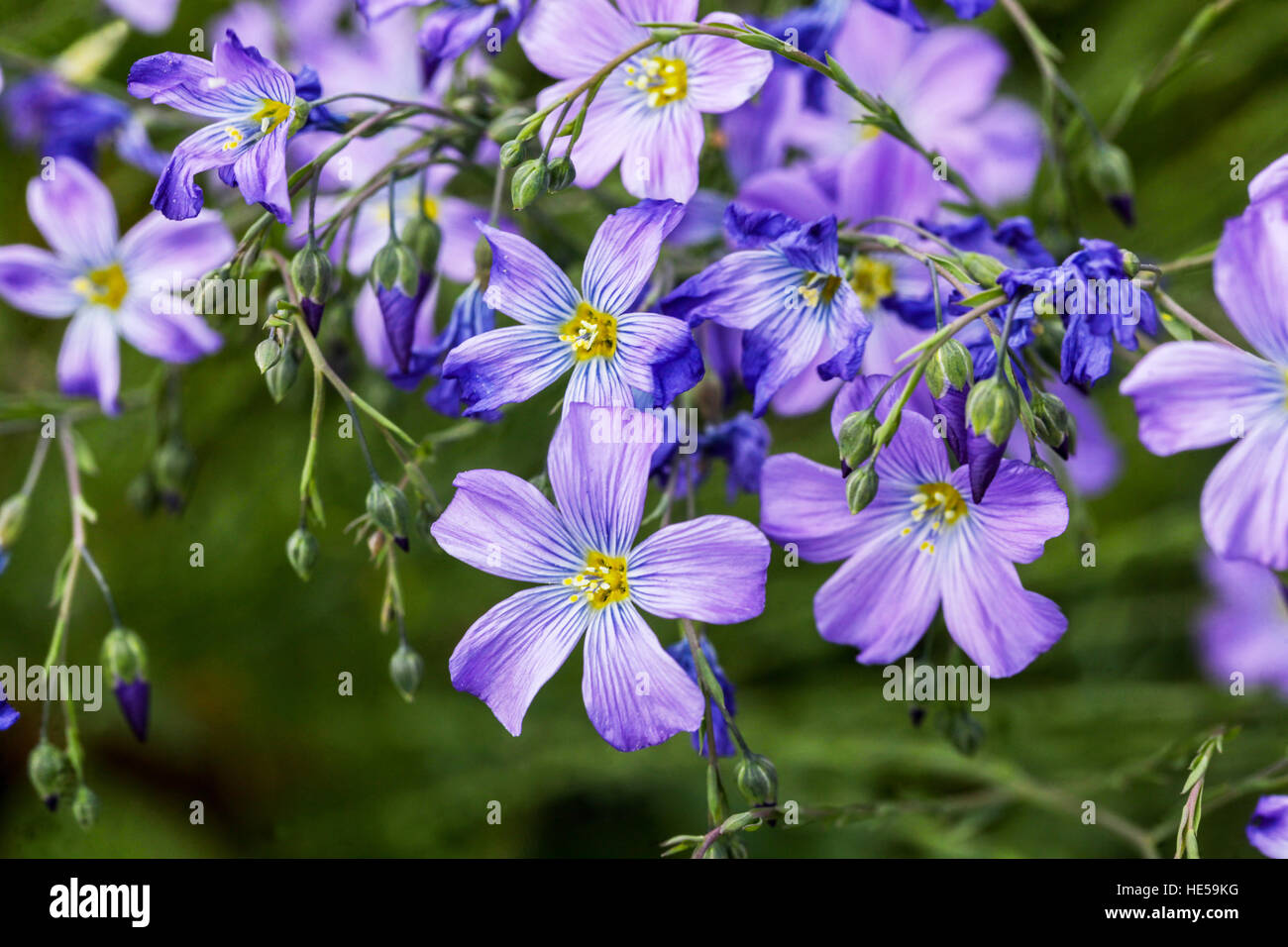 Linum Perenne Saphyr, blauer Flachs, Fusseln oder mehrjährige Flachs in voller Blüte Stockfoto