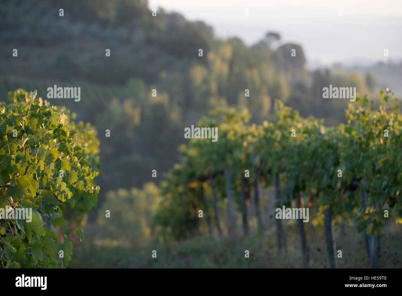 Familie Weinberge der Strada Comunale di Santa Lucia, San Gimignano, Italien Stockfoto