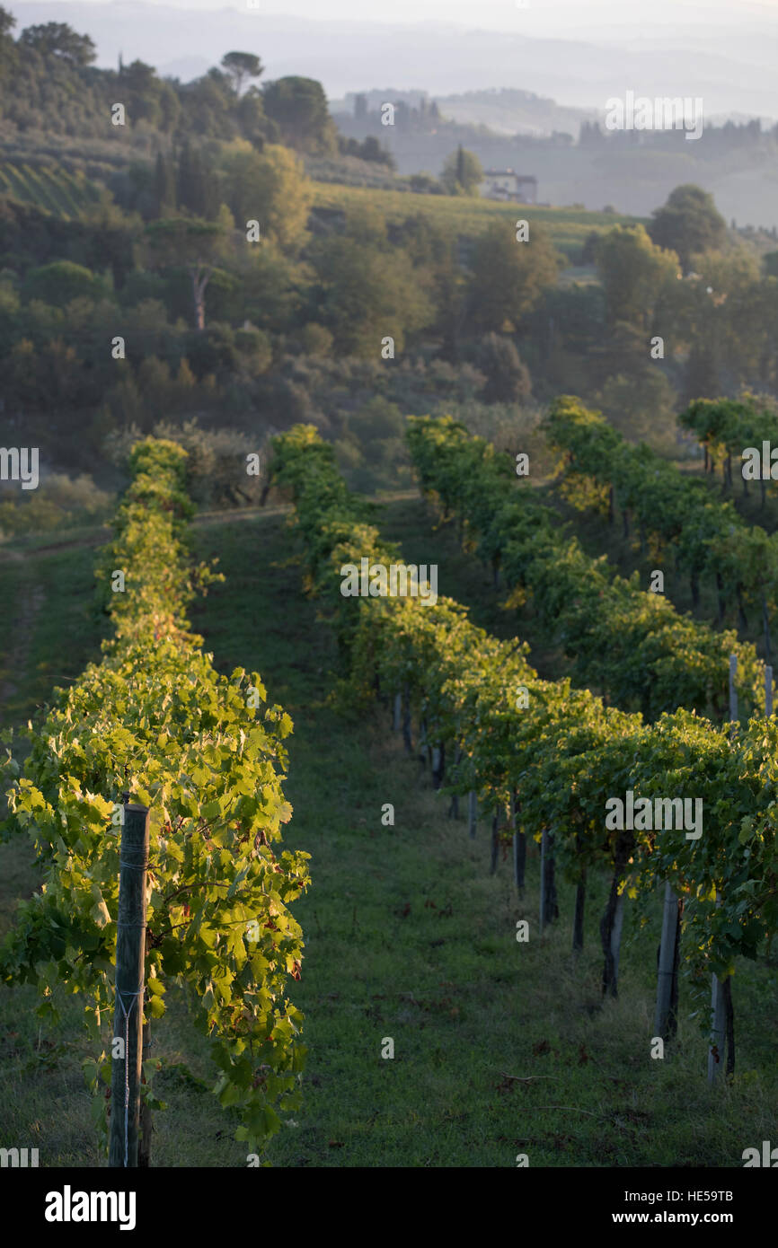 Familie Weinberge der Strada Comunale di Santa Lucia, San Gimignano, Italien Stockfoto