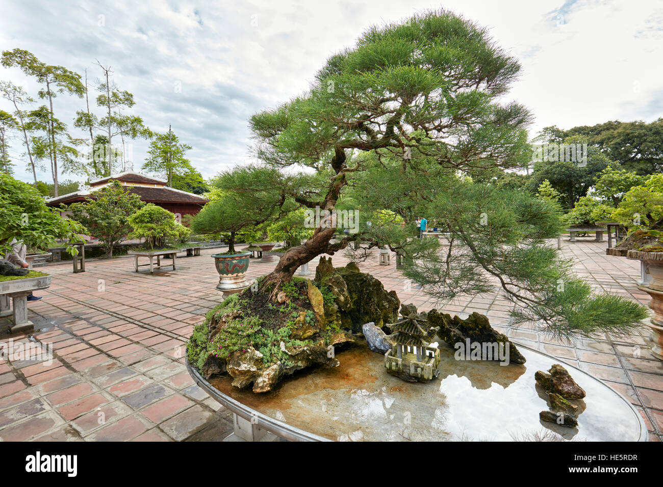 Alte bonsai Kiefer in Bonsai Garten an der Thien Mu Pagode. Hue, Vietnam. Stockfoto