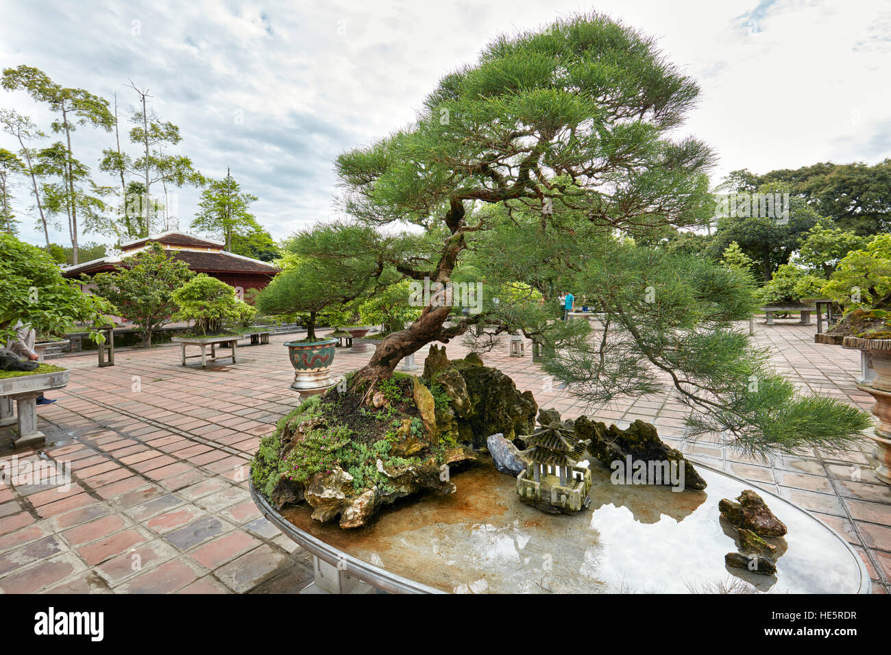 Alte Bonsaikiefer wchst im Bonsaigarten an der Thien Mu Pagode. Hue,  Vietnam Stockfotografie - Alamy