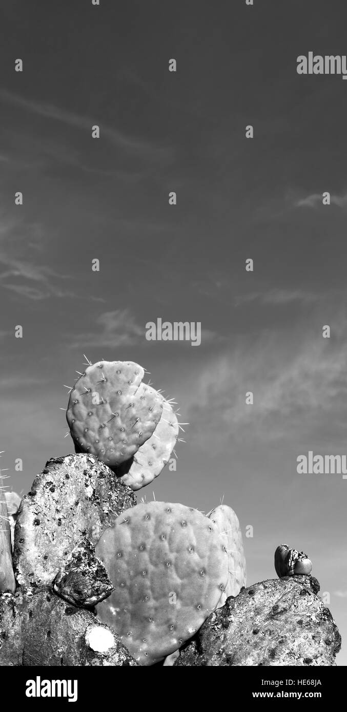 in Südafrika Wolke Himmel und Kaktus mit Dorn wie Hintergrund Stockfoto