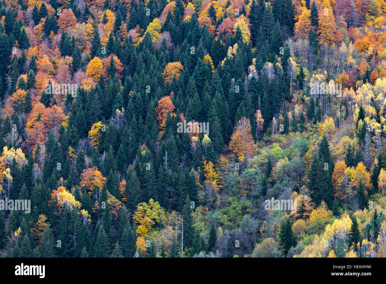 Herbstfarben in den Bergen des Kaukasus, Georgien Stockfoto