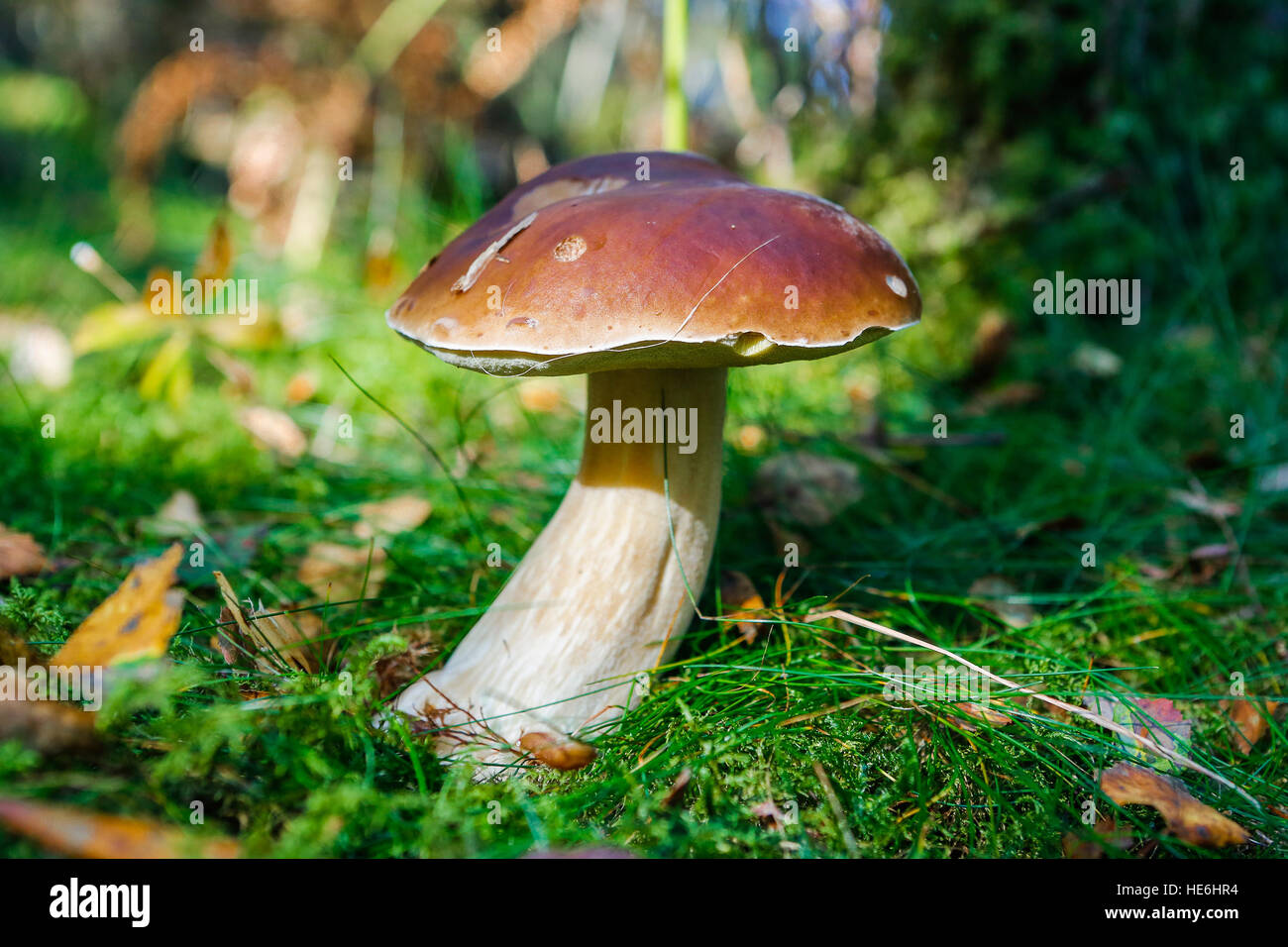 Steinpilz edulis oder steinpilz -Fotos und -Bildmaterial in hoher ...