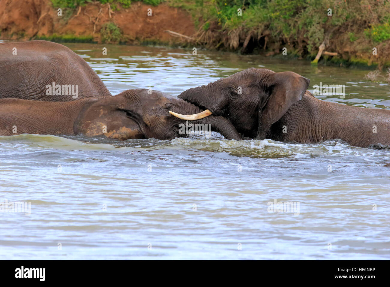 Afrikanischer Elefant (Loxodonta Africana), im Wasser, Porträt, Addo Elephant Nationalpark, Eastern Cape, Südafrika, Afrika Stockfoto