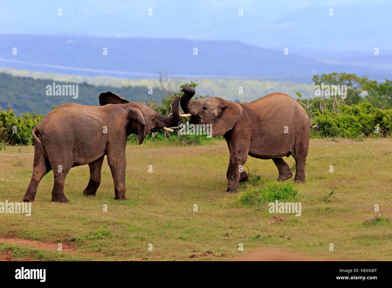 Afrikanischer Elefant (Loxodonta Africana), kämpfen, Addo Elephant Nationalpark, Eastern Cape, Südafrika, Afrika Stockfoto