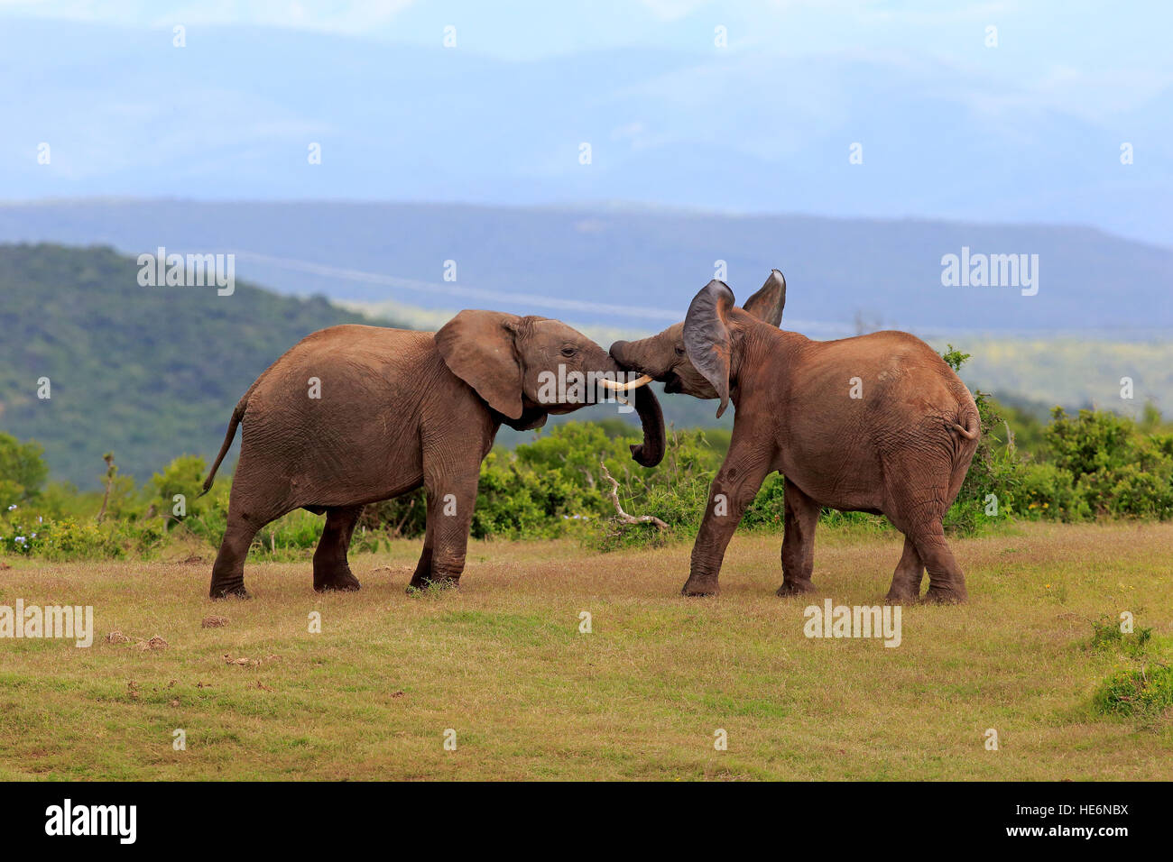 Afrikanischer Elefant (Loxodonta Africana), kämpfen, Addo Elephant Nationalpark, Eastern Cape, Südafrika, Afrika Stockfoto