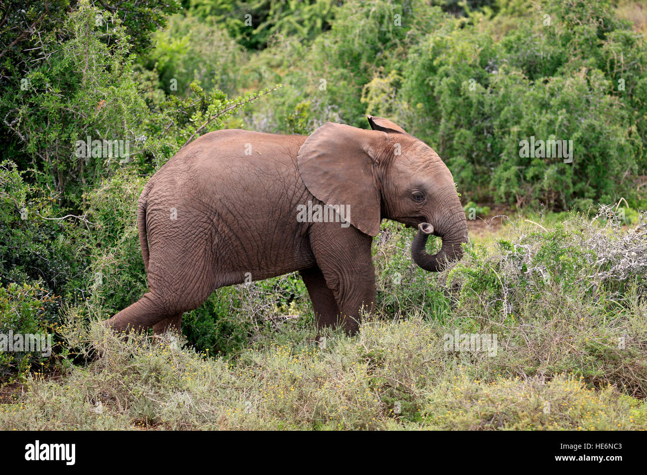 Afrikanischer Elefant (Loxodonta Africana), jung, Addo Elephant Nationalpark, Eastern Cape, Südafrika, Afrika Stockfoto