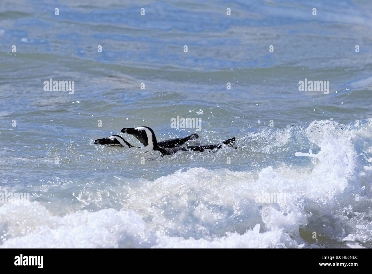 Jackass Penguin, (Spheniscus Demersus), erwachsenes paar schwimmen, Felsbrocken, Simons Town, Südafrika Stockfoto