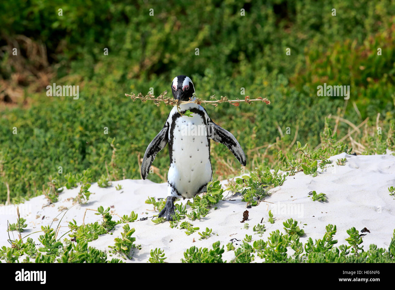 Jackass Penguin, (Spheniscus Demersus), Erwachsene zu Fuß am Strand mit Nistmaterial, Felsbrocken, Simons Town, Südafrika Stockfoto