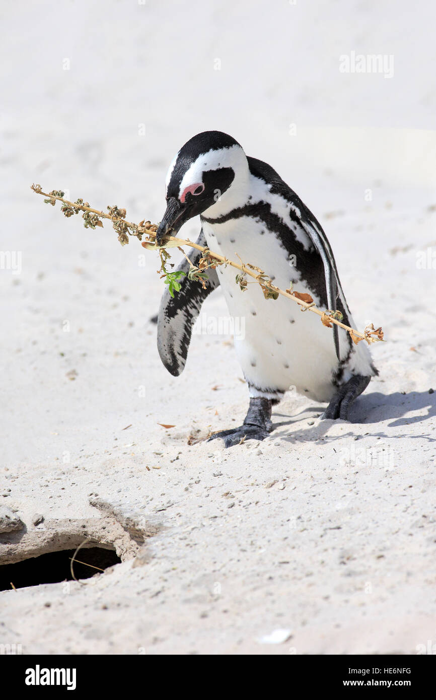 Jackass Penguin, (Spheniscus Demersus), Erwachsene zu Fuß am Strand mit Nistmaterial, Felsbrocken, Simons Town, Südafrika Stockfoto